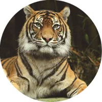 Наклейка на запаску 3D TUNING STUDIO Tiger 7500х7500х0.15мм